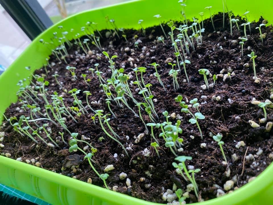 Seedlings growing in a tray